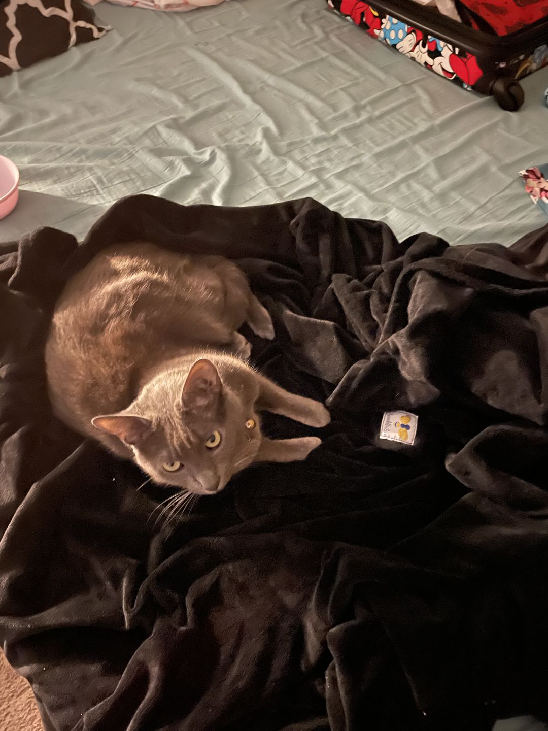 Customer photo review of MegaBee Throw Blanket Black ***IN STOCK***