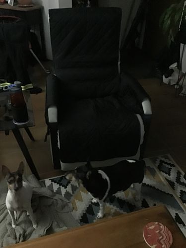 Customer photo review of Pets Waterproof Sofa Cover - 50% Off Today Only