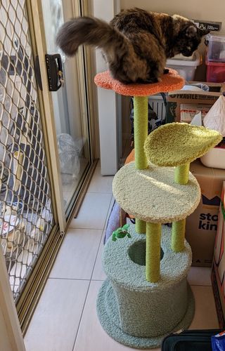 Customer photo review of ZEZE Cat Climbing Tree Kitten Furniture