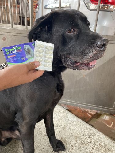 Customer photo review of Pran Volt Plus