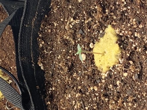 Customer photo review of Sohum Soil Organic Living Soil Just Add Water 1.5 cu ft