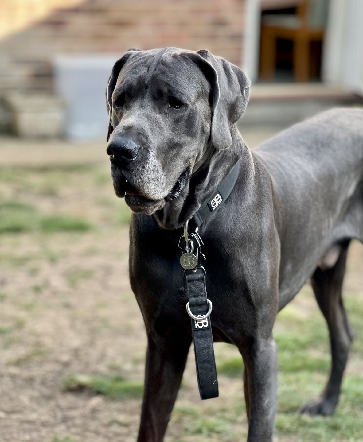 Customer photo review of 5cm Combat® Collar | Rated Clip - NO HANDLE - Black v2.0