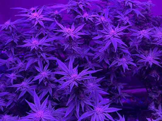Customer photo review of General Hydroponics Diamond Nectar (0-1-1)