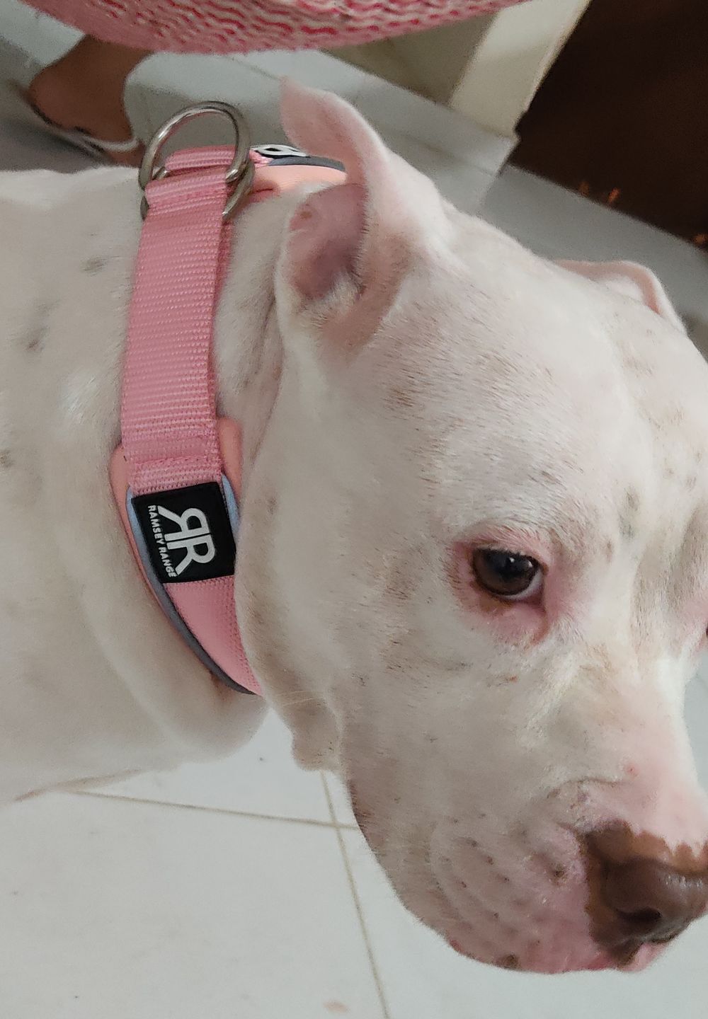 Customer photo review of 4cm Slip on Collar | Soft Padded & Reflective - Pink v2.0