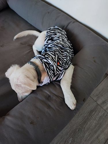Customer photo review of UV & Bug Shirt - Repeltec for Dogs