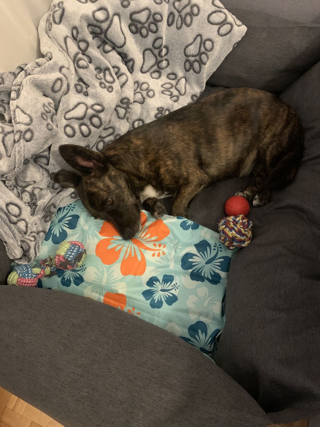 Customer photo review of Orthopädische Hunde Couch