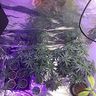 Customer photo review of General Hydroponics Flora Series Quart Bundle