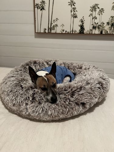 Customer photo review of PaWz Removable Cover Calming Pet Bed