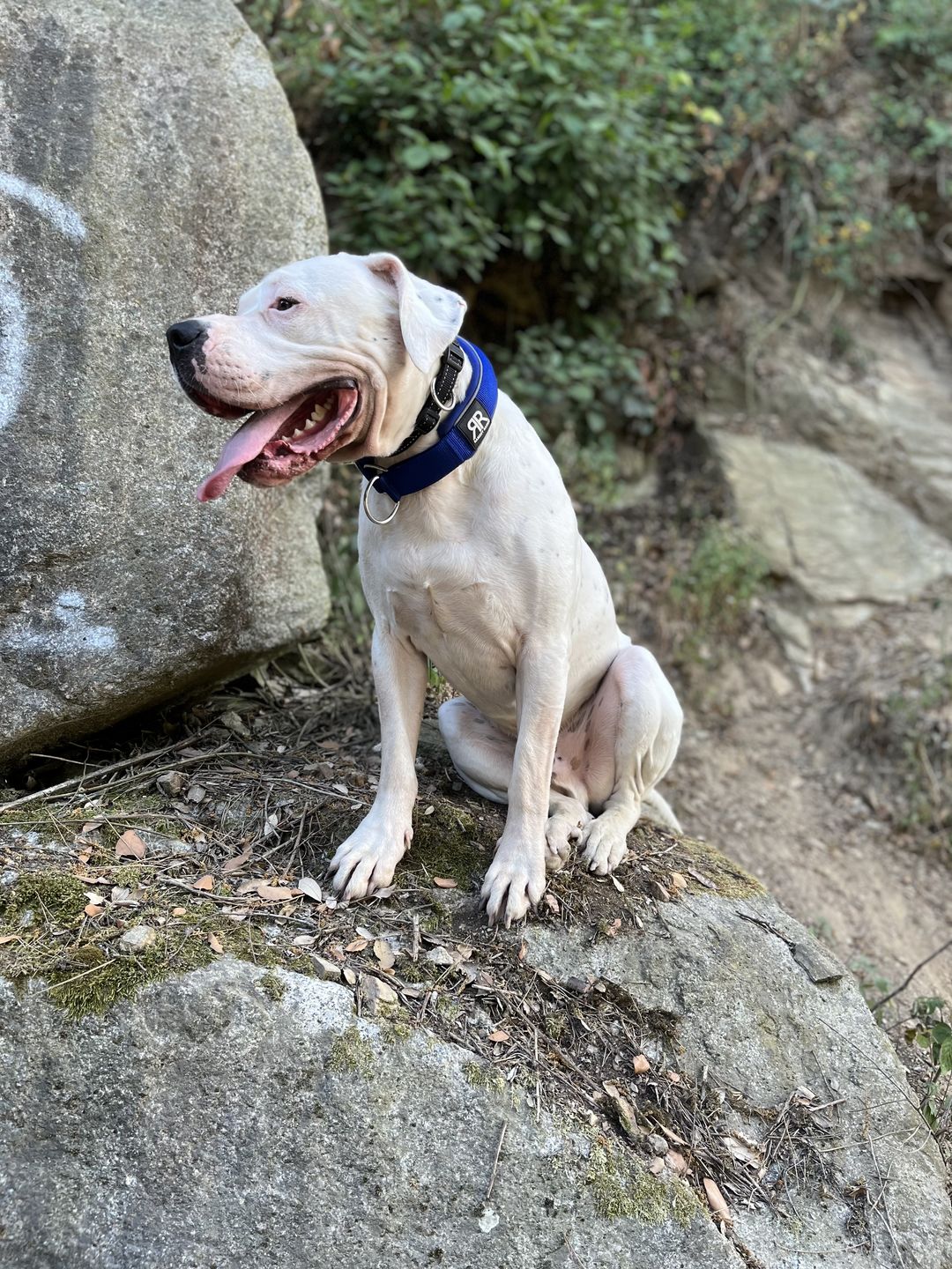 Customer photo review of 5cm RR Collar | Soft Padded & Reflective | Series 2 - Blue