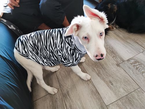 Customer photo review of UV & Bug Shirt - Repeltec for Dogs
