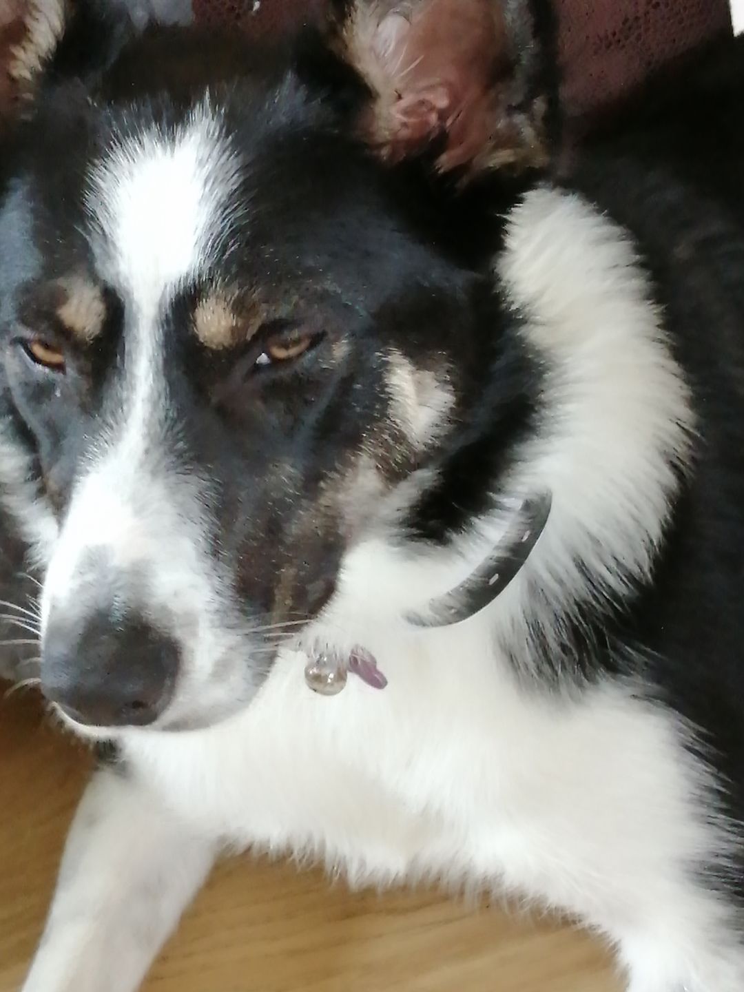 Customer photo review of Spare Collar for Wireless Dog Fence (KD661C)