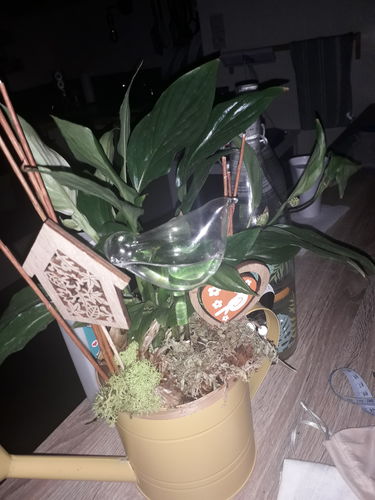 Customer photo review of Mon petit oiseau - Le Jardin de Mamie®
