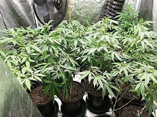 Customer photo review of General Hydroponics Flora Series Gallon Bundle