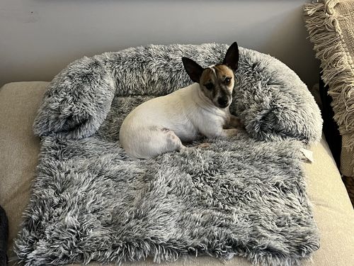 Customer photo review of PaWz Pet Sofa Cover
