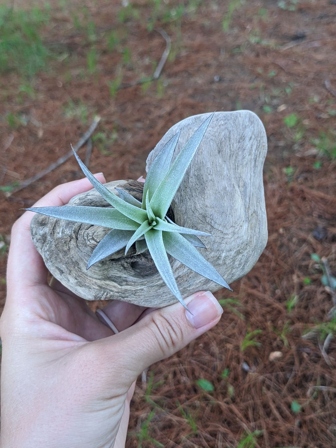 Customer photo review of Harrisii  (Easy Care Plant)  *Cannot Be Shipped Internationally*