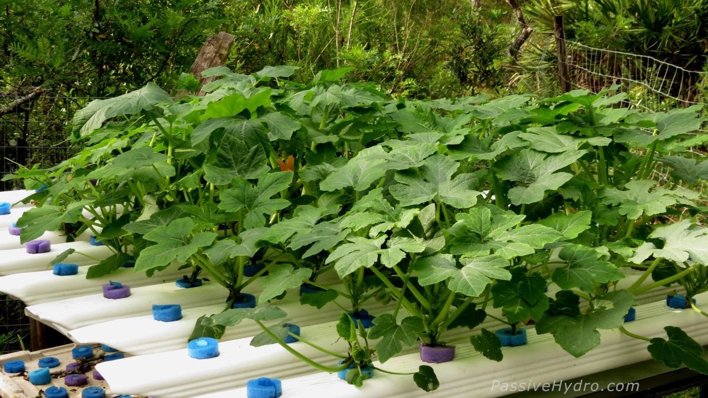 Customer photo review of General Hydroponics GH FloraMicro (5-0-1)