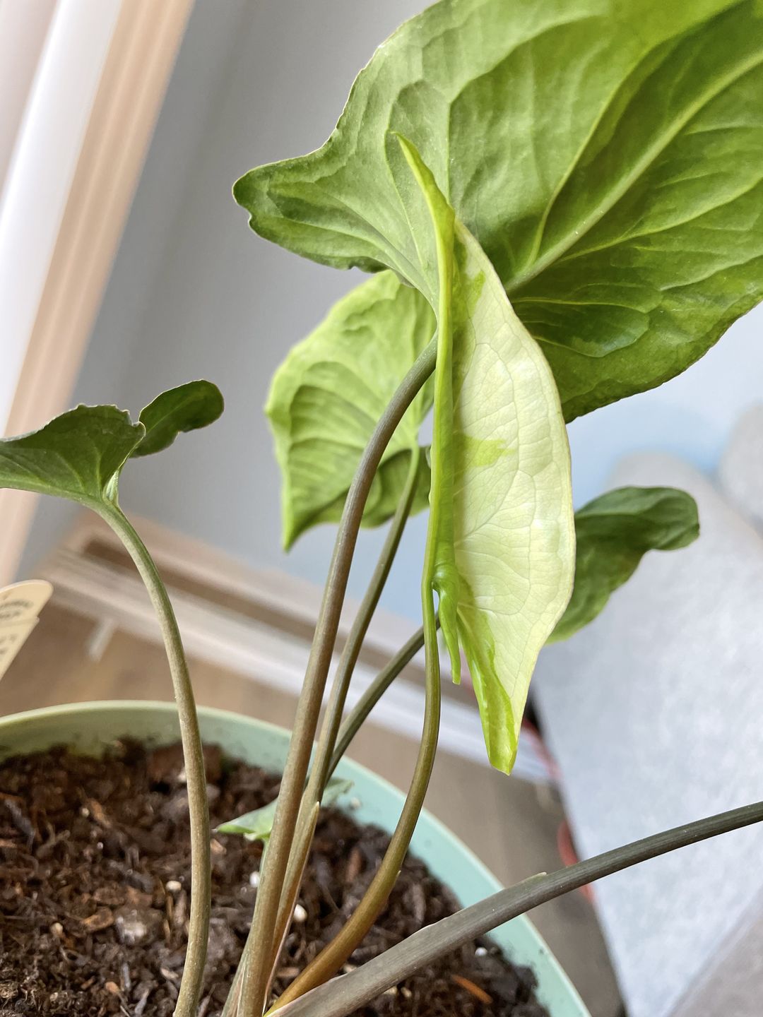 Customer photo review of 3" Syngonium podophyllum 'Three Kings'