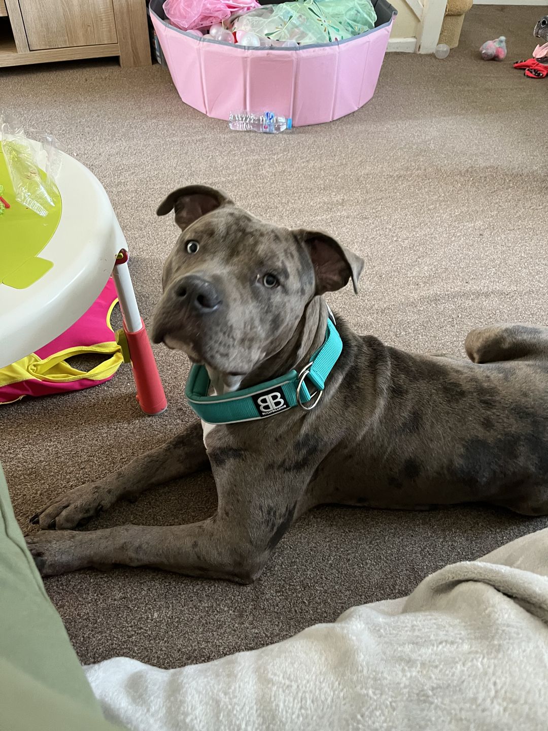 Customer photo review of 5cm RR Collar | Soft Padded & Reflective | Series 2 - Turquoise