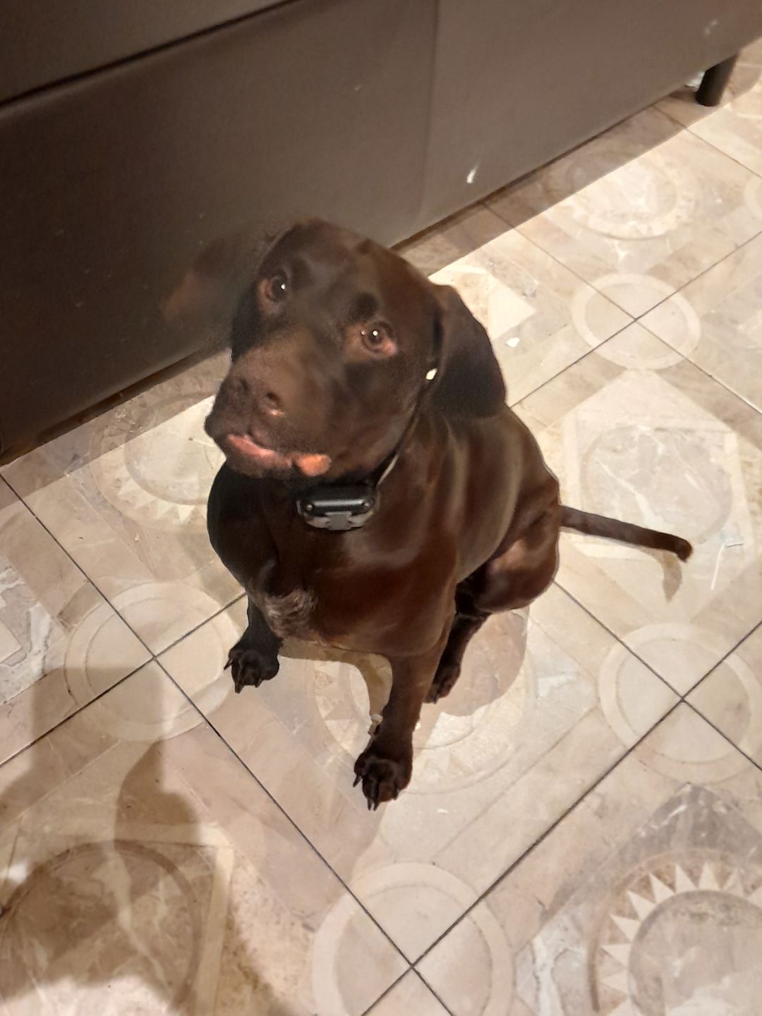 Customer photo review of Remote Training Collar System