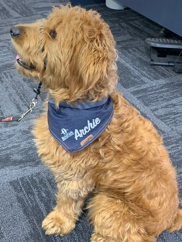 Customer photo review of Custom Text Denim Dog Bandana