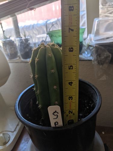 Customer photo review of San Pedro Cactus | Small | Echinopsis pachanoi