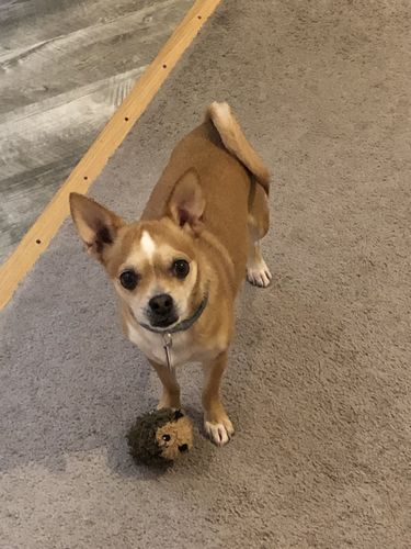 Customer photo review of Purple