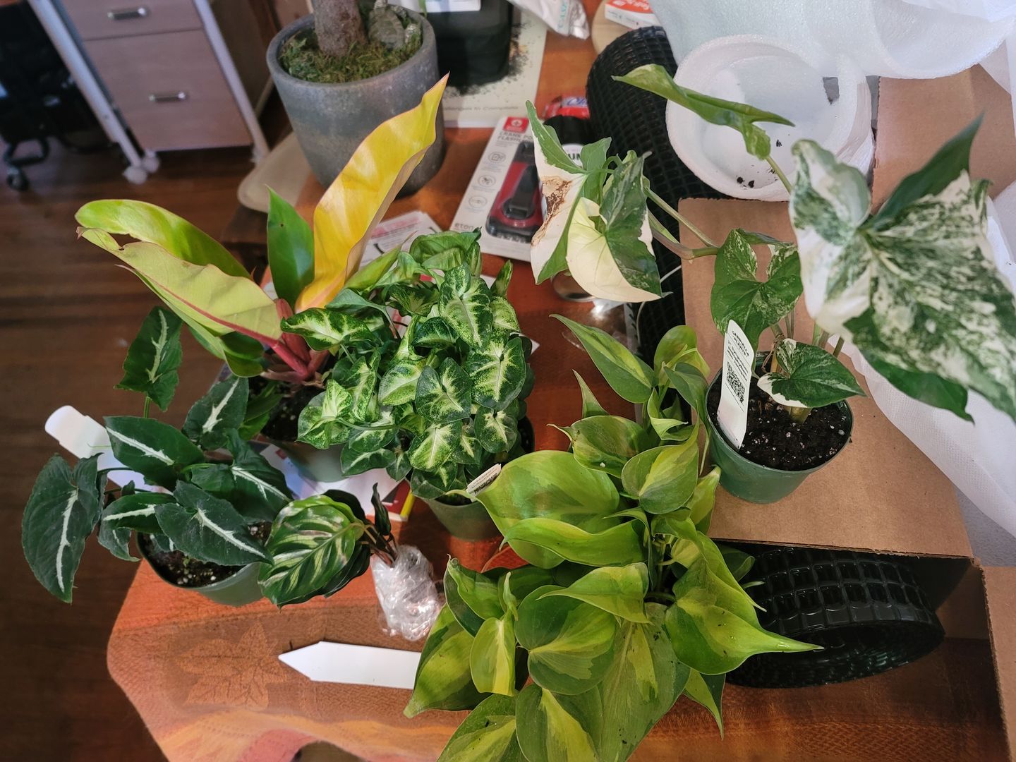 Customer photo review of 4" Syngonium podophyllum 'Pixie'