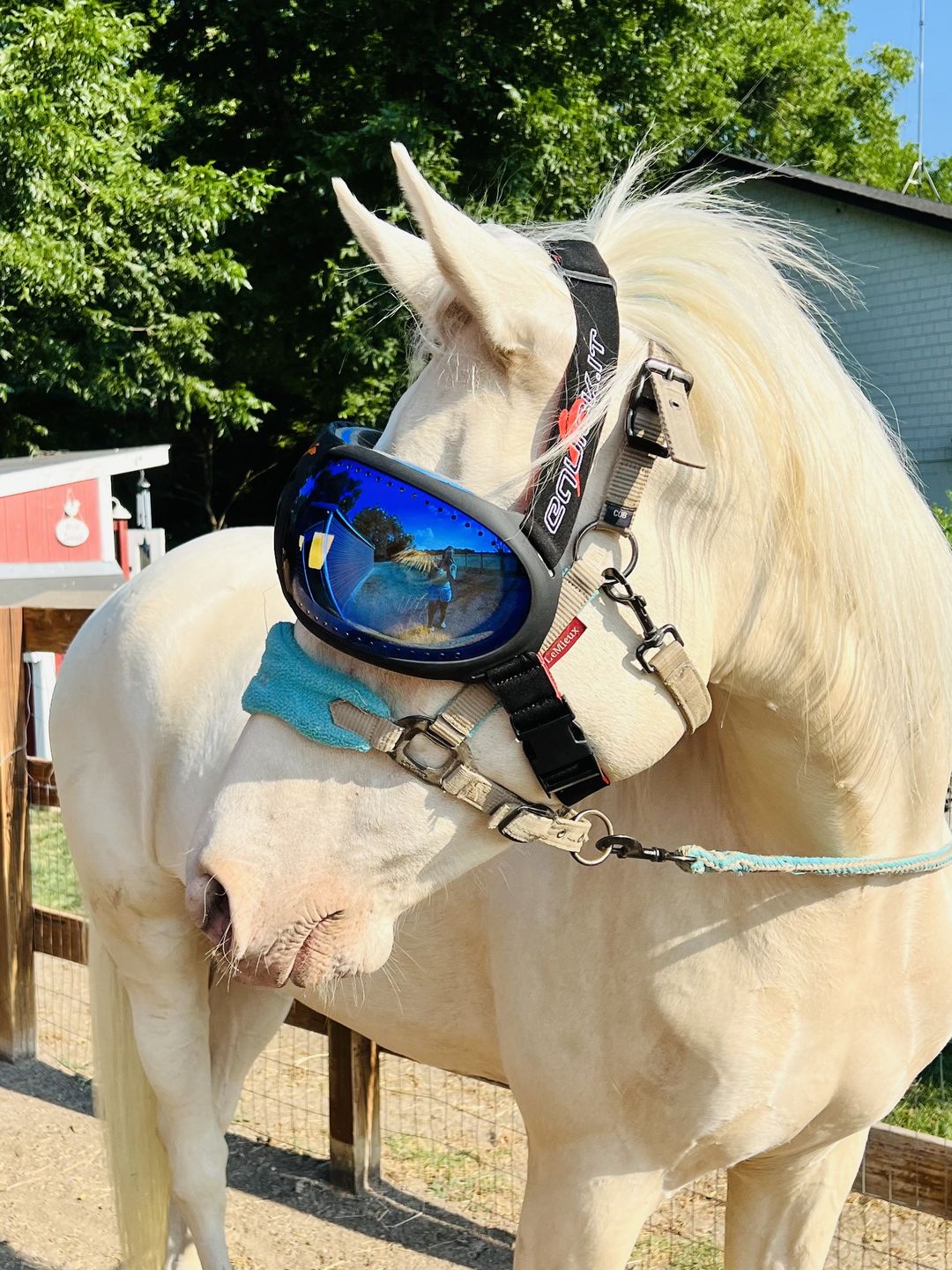 Customer photo review of eVysor - UV Horse Riding Goggles!