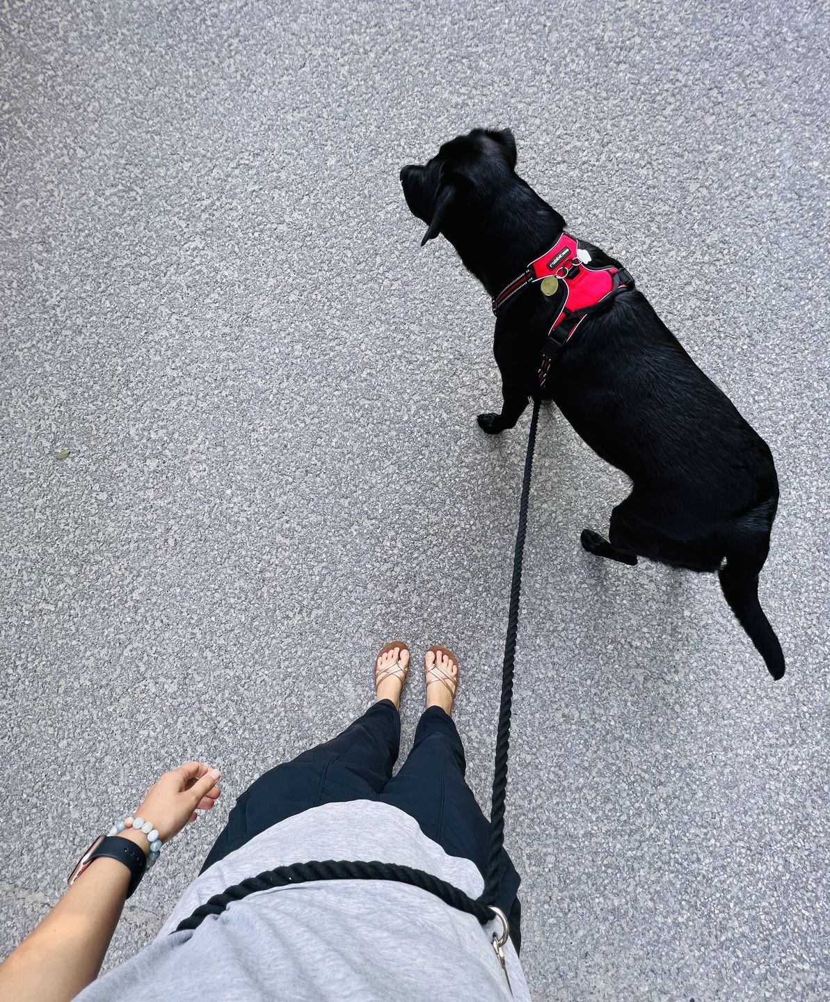 Customer photo review of Hands-Free Cotton Rope Leash