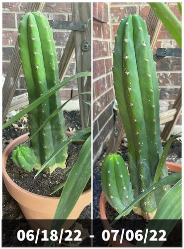 Customer photo review of San Pedro Cactus | Echinopsis pachanoi
