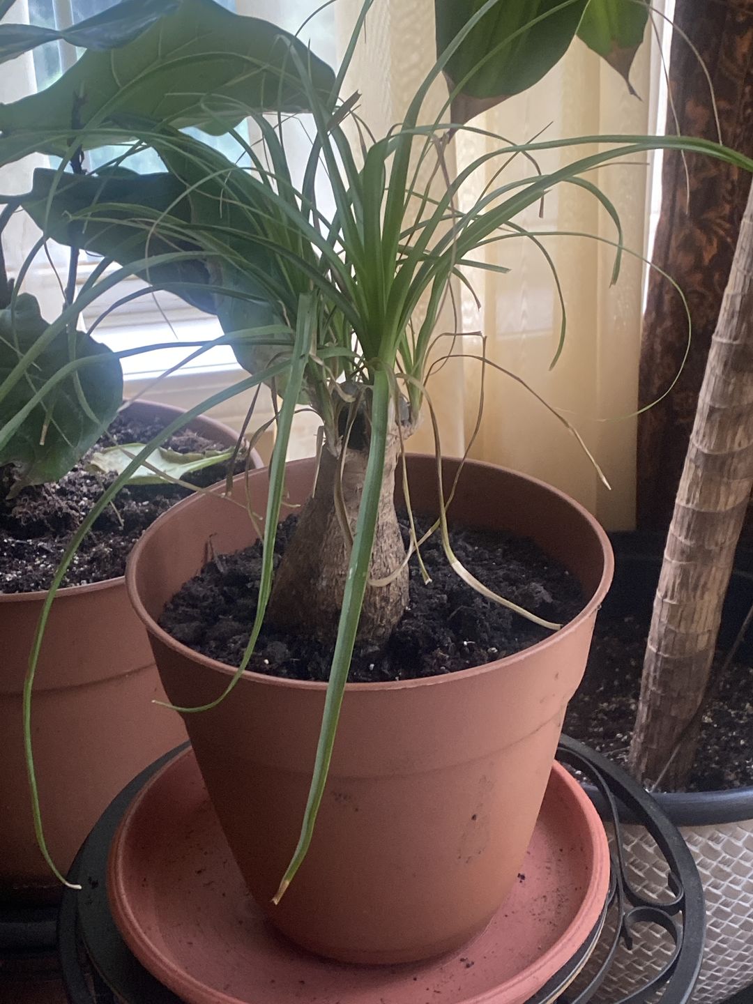 Customer photo review of Ancient Soil