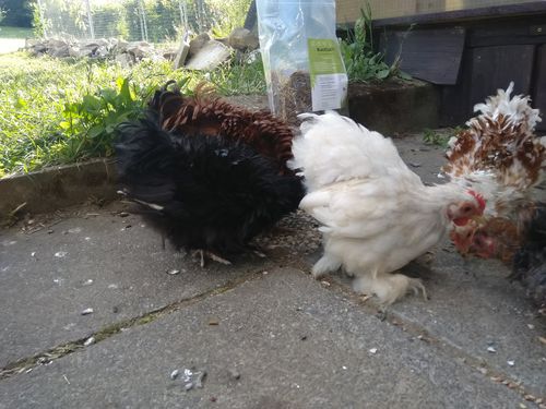 Customer photo review of BlackTasty™ Getrocknete Soldatenfliegenlarven