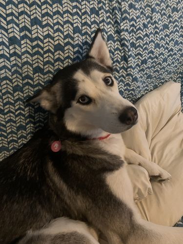 Customer photo review of Pink