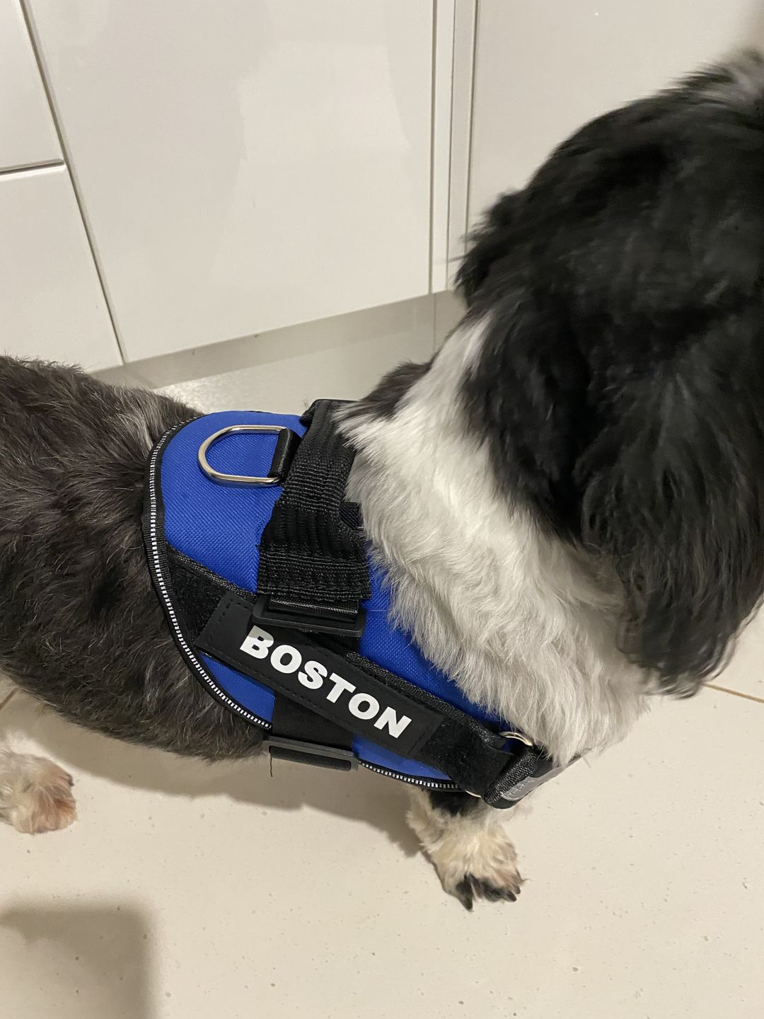 Customer photo review of Safety No Pull Dog Harness