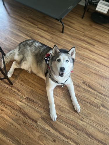 Customer photo review of Paw & Bones