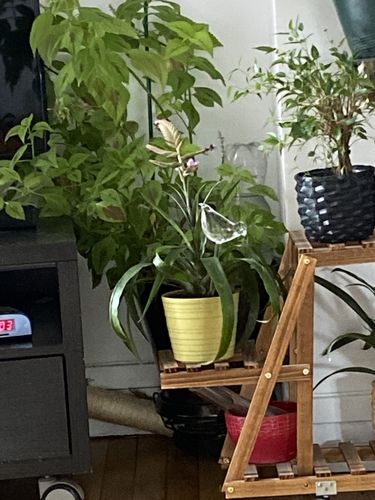 Customer photo review of Mon petit oiseau - Le Jardin de Mamie®