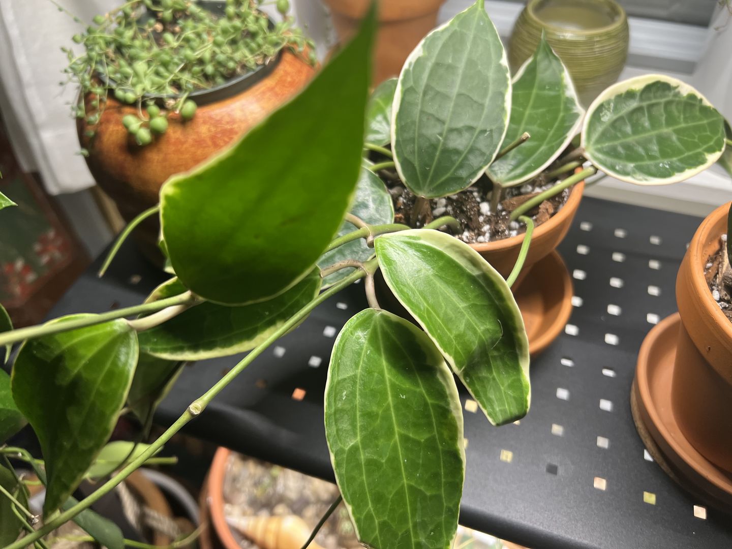 Customer photo review of 4" Hoya macrophylla 'Variegata'