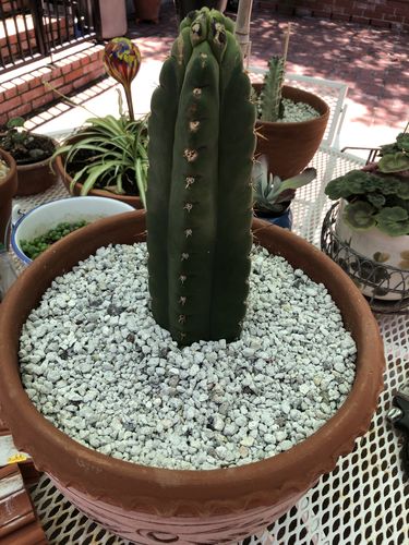Customer photo review of San Pedro Cactus | Medium | Echinopsis pachanoi