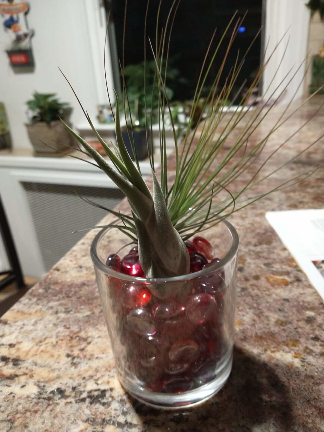 Customer photo review of Caput Medusae  (Beginner Friendly!)