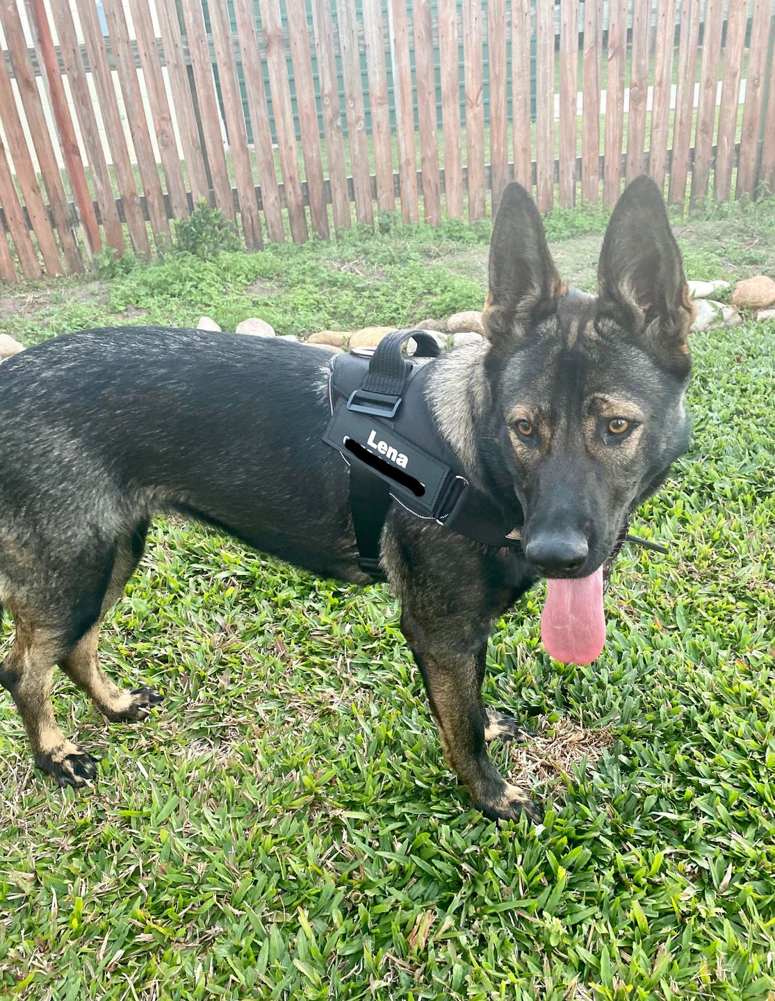 Customer photo review of Safety No Pull Dog Harness