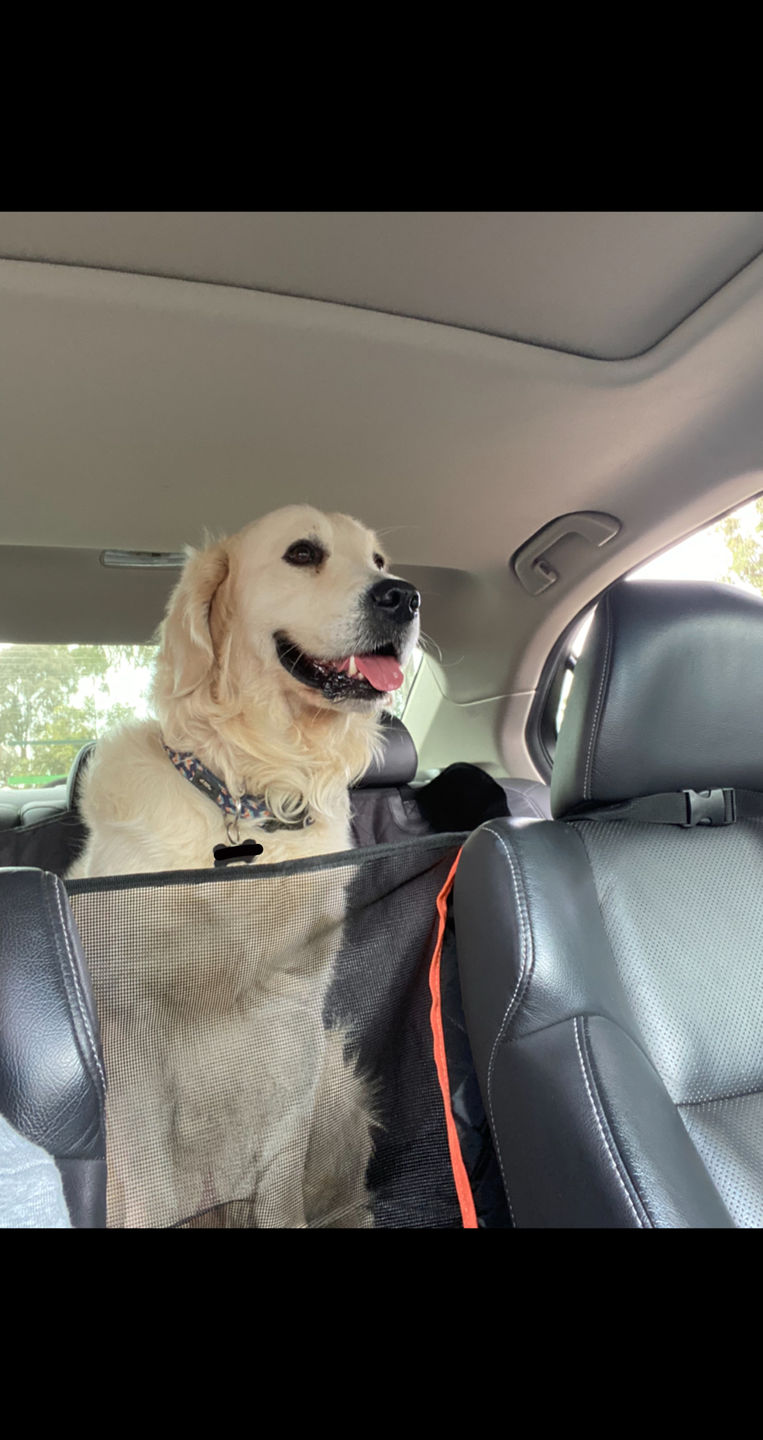 Customer photo review of Waterproof Pet Car Seat Cover With Mesh Window + Free Buckle Leash