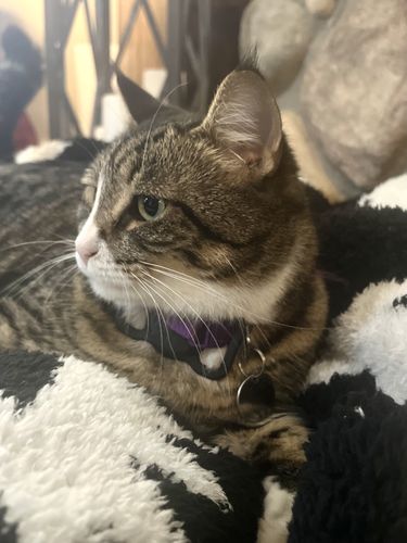 Customer photo review of Black & White South West Extended Throw Blanket