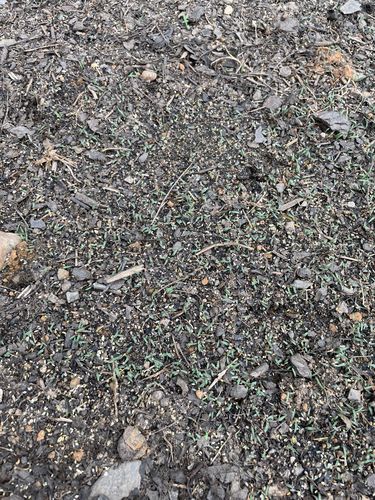 Customer photo review of GCI Turf Alpha Elite Bermuda Grass Seed