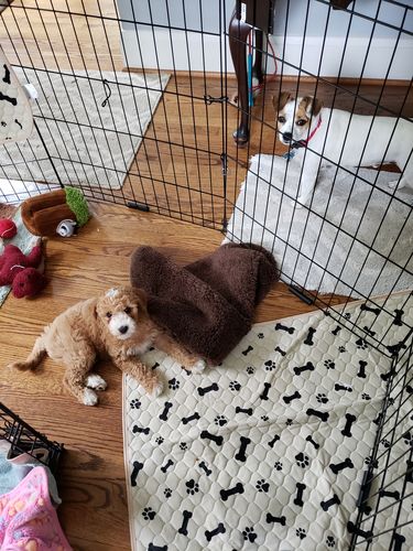 Customer photo review of Potty Buddy™ - The Durable Leak-Free Potty Pad