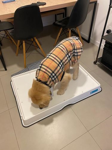 Customer photo review of Weasy Cão