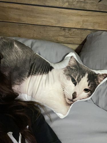 Customer photo review of Create A Custom Cat Pillow