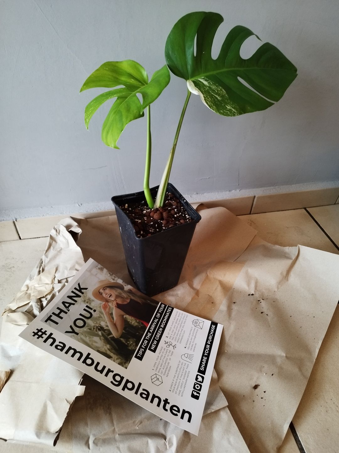 Customer photo review of MONSTERA BORSIGIANA VARIEGATA