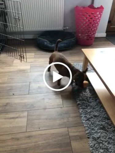 Customer video review of The Fenrir Hammer