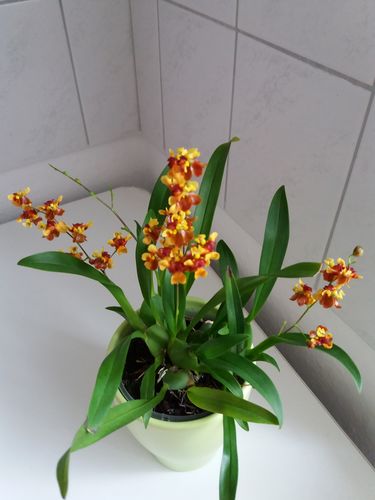 Customer photo review of Duftorchidee Oncidium Twinkle Anna