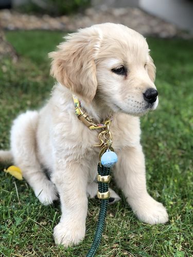 Customer photo review of Explorer